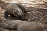 komodo dragon