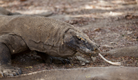 komodo dragon