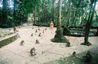 monkey forest